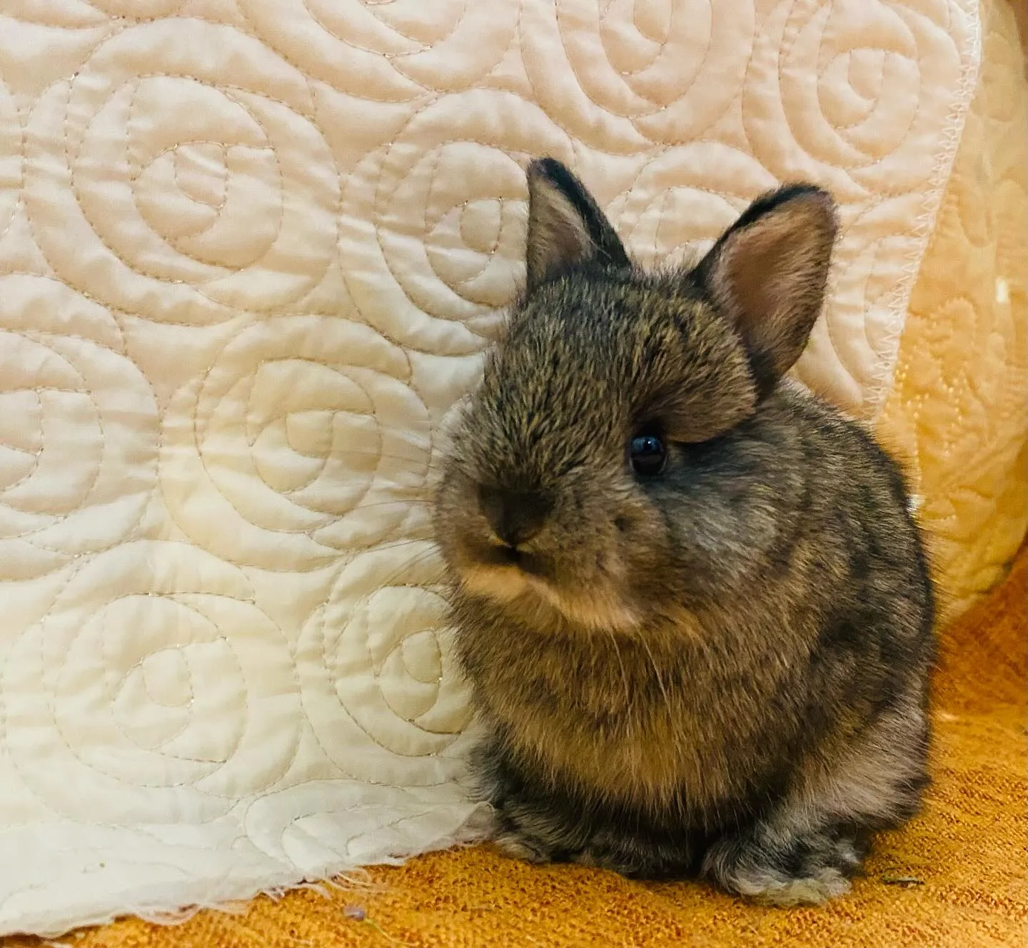 ☆ジャーさんベビー☆