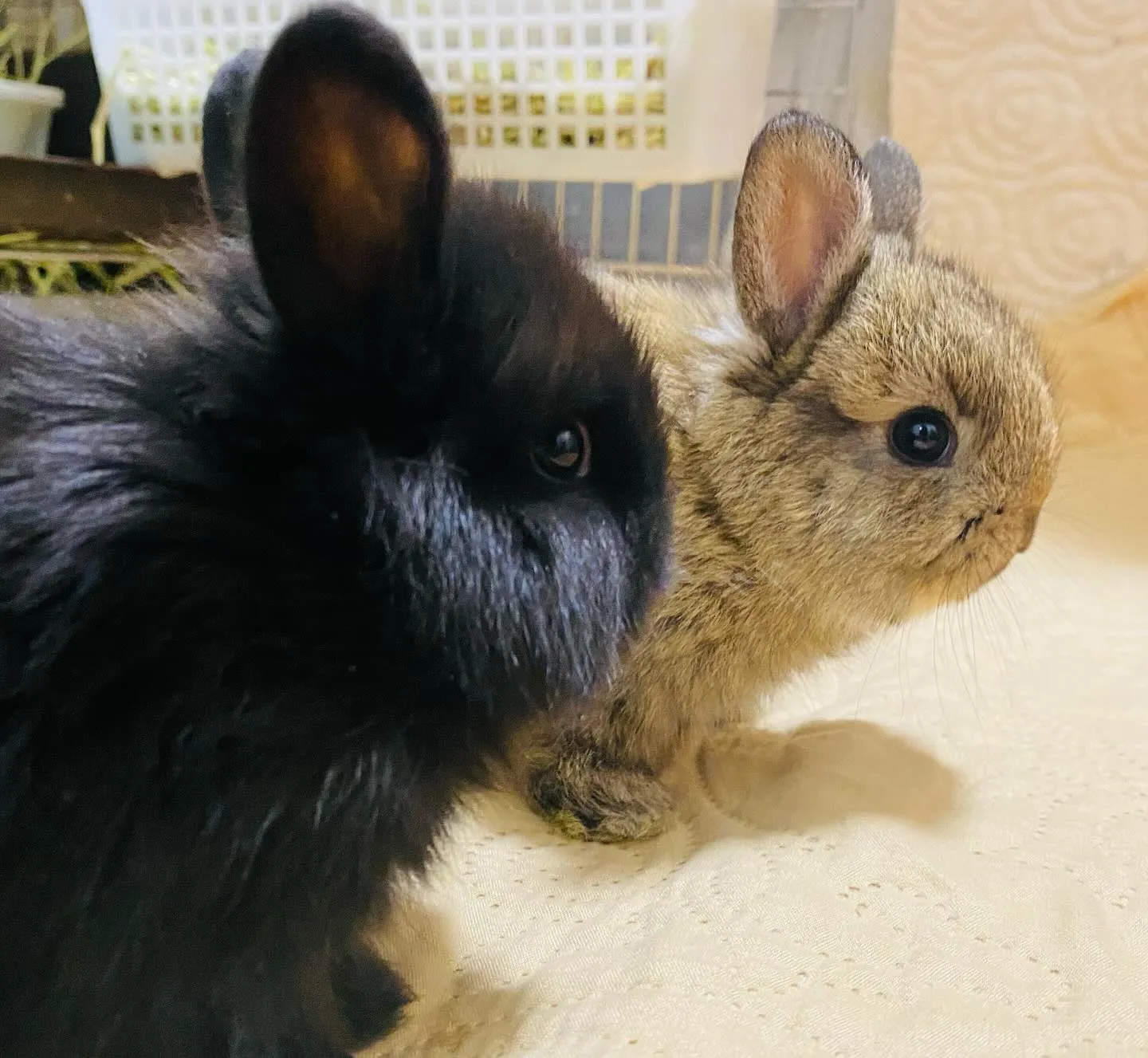 ☆ジャーさんベビー☆