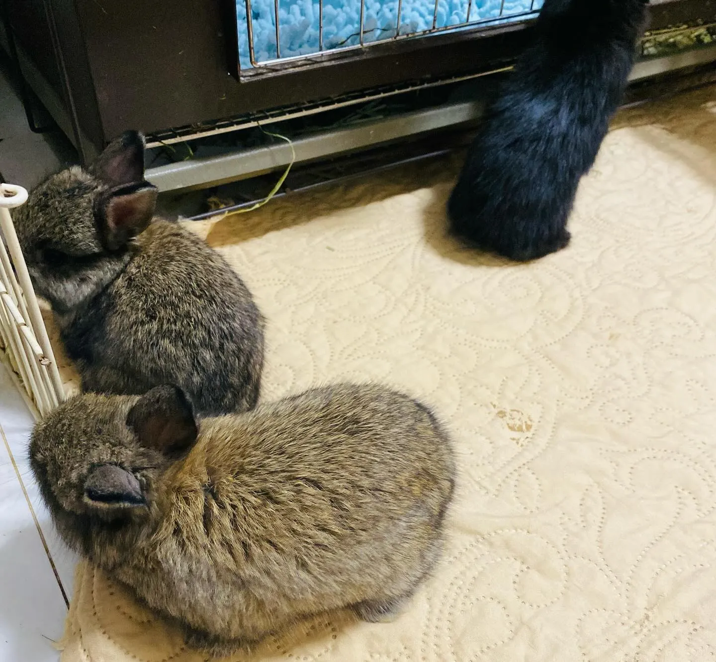 ☆ジャーさんベビー☆