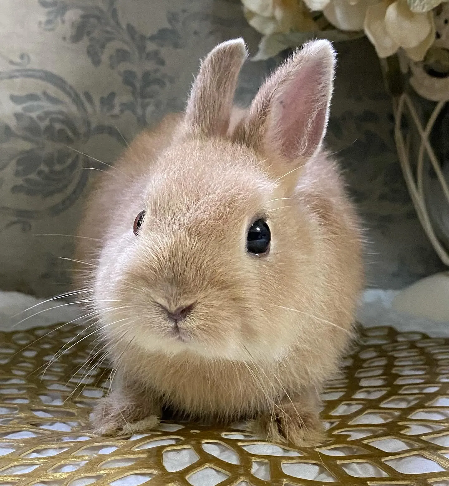 ☆子うさぎ情報☆