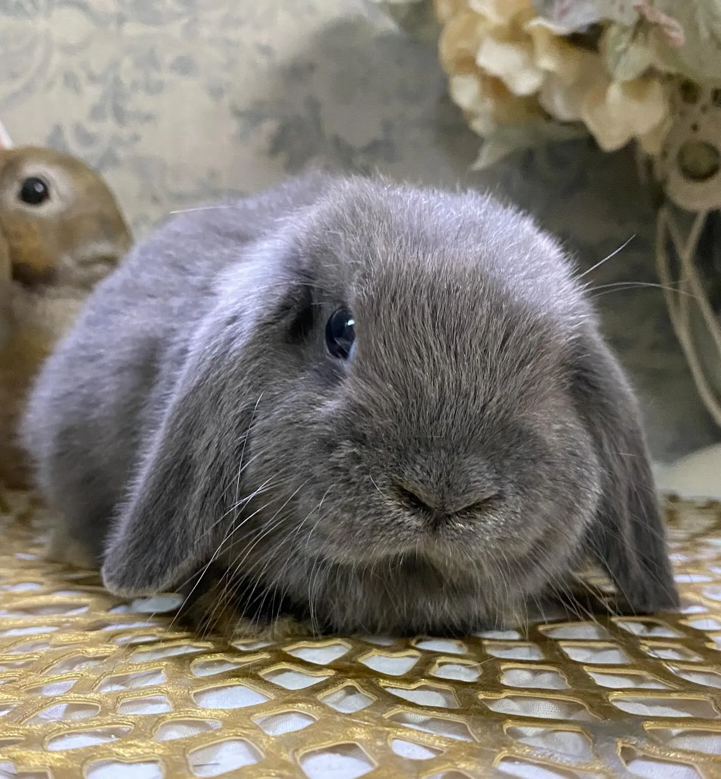☆子うさぎ情報☆