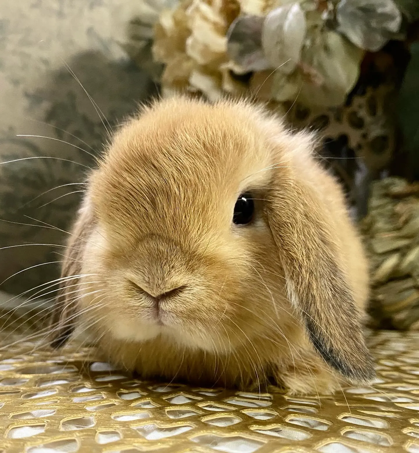 ☆子うさぎ情報☆