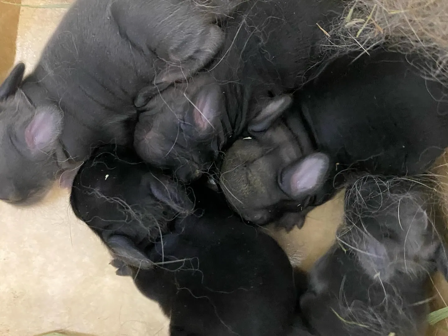 ☆ポーリッシュ☆