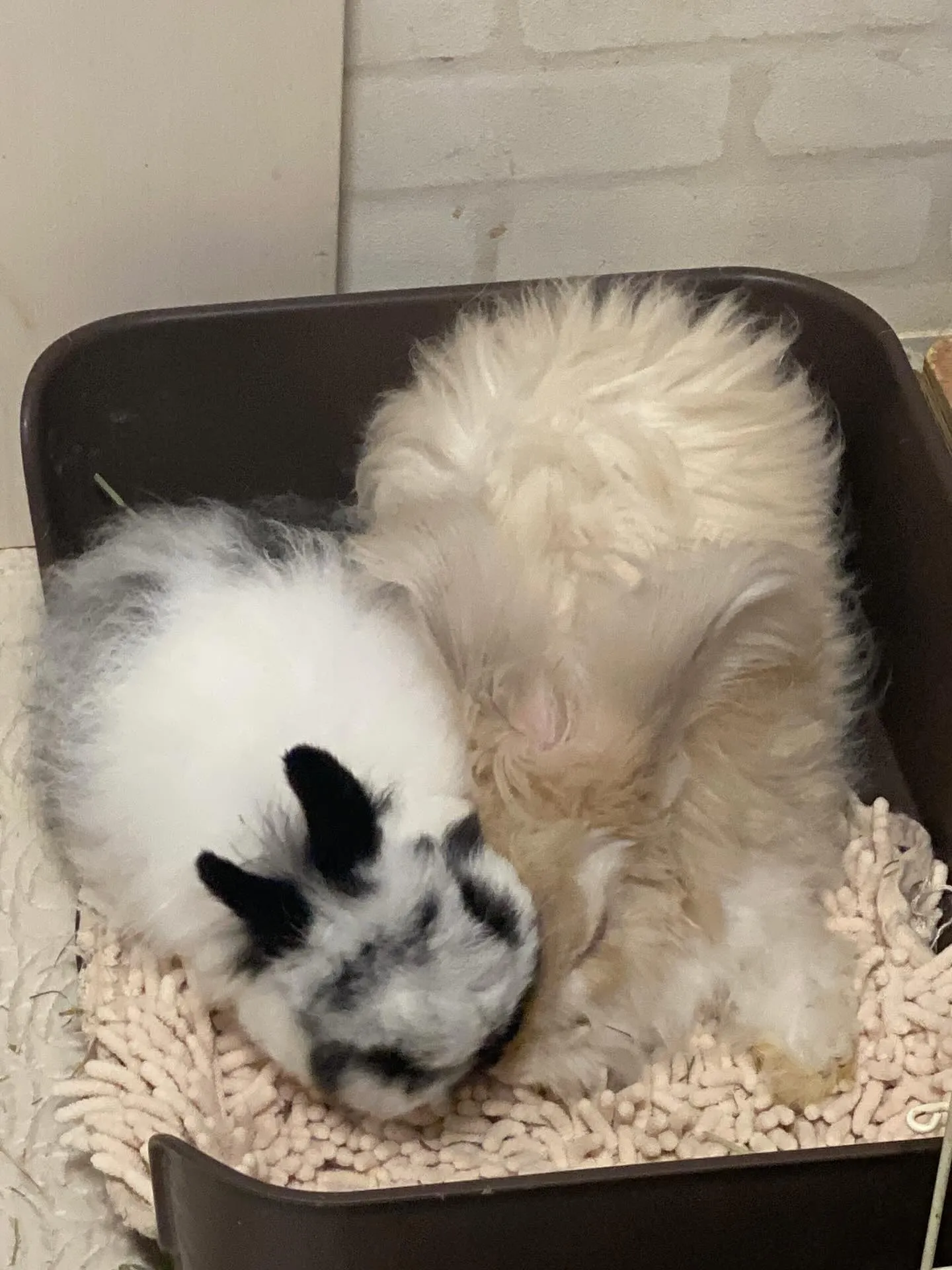 ☆仲良しうさぎ☆