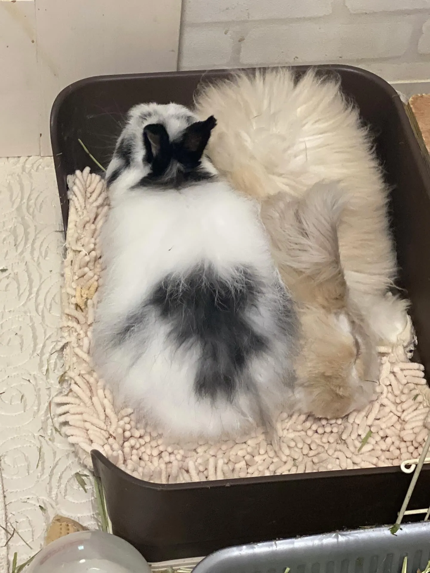 ☆仲良しうさぎ☆