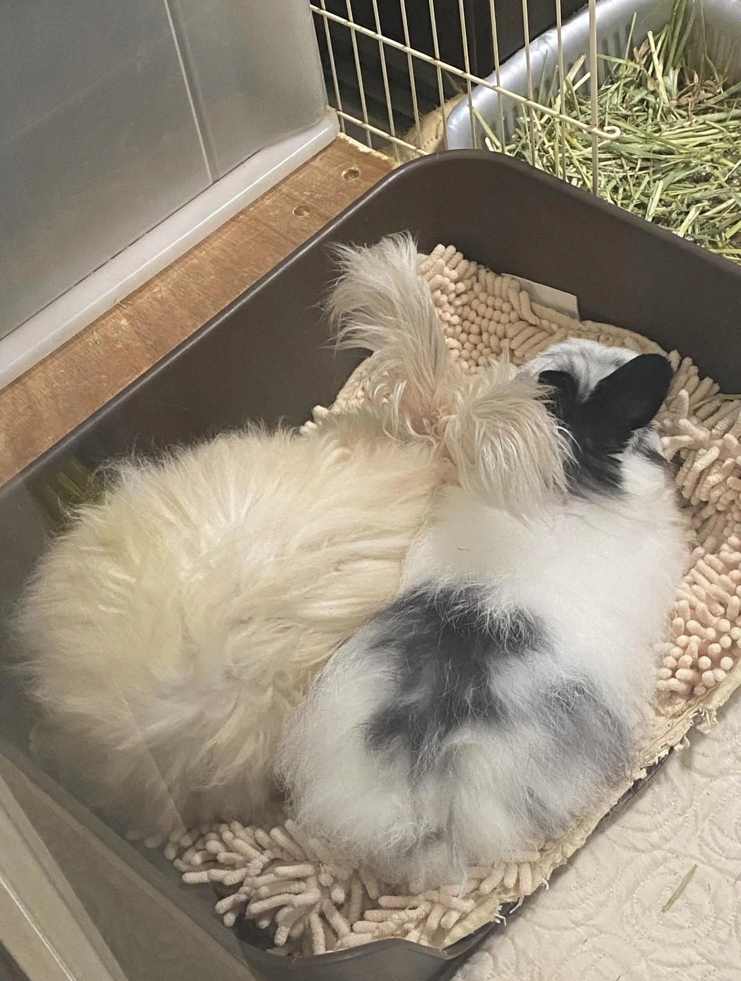 ☆仲良しうさぎ☆