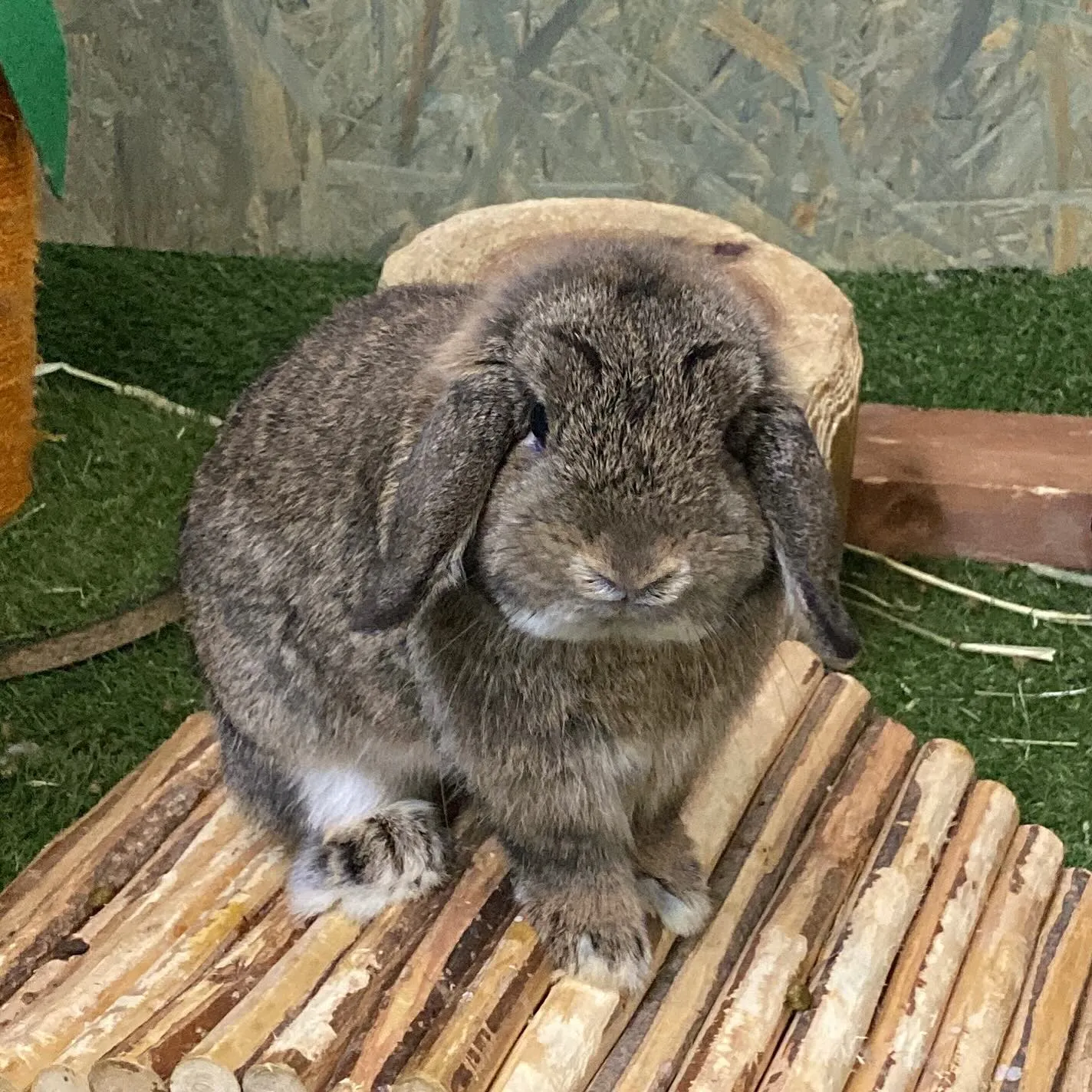 ☆チェスナット☆