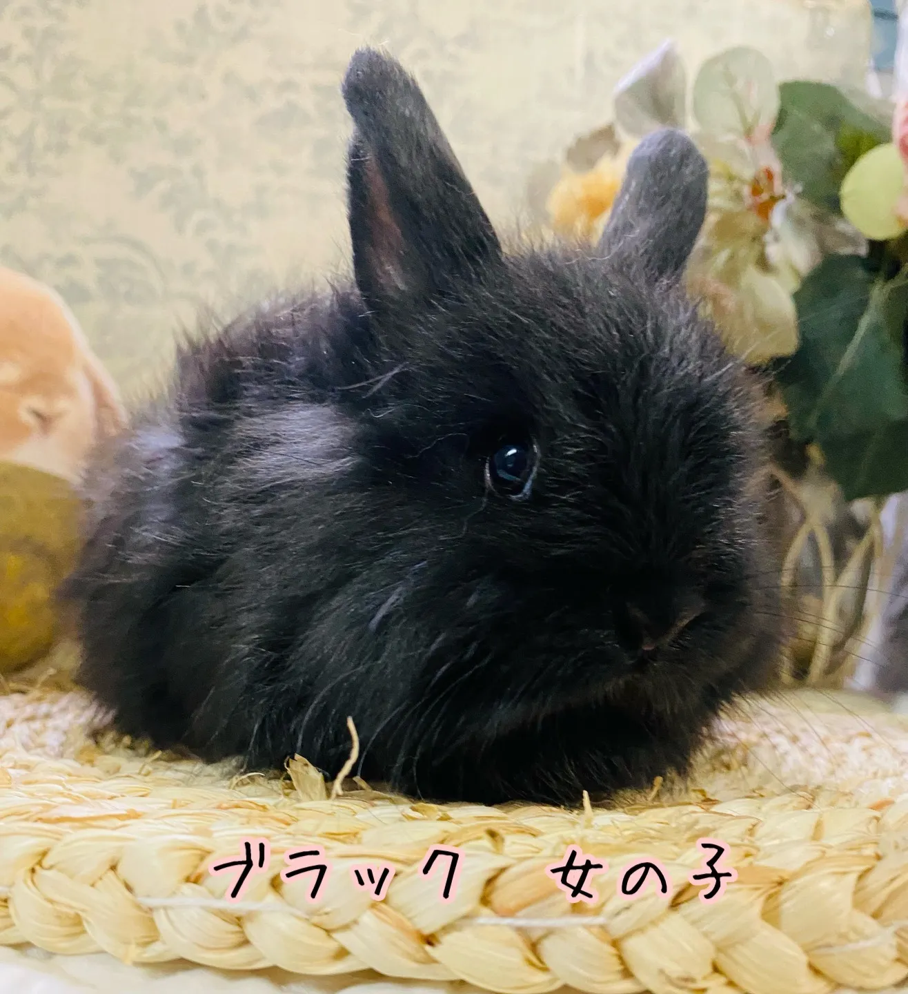 ☆予約済☆ジャージーウーリー