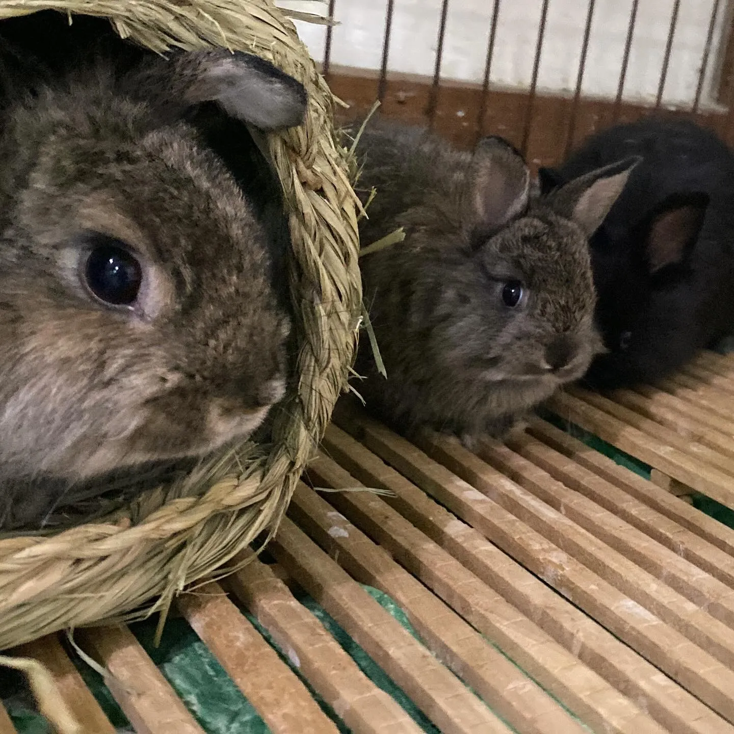 ☆どすこい&どすこいjrベビー☆