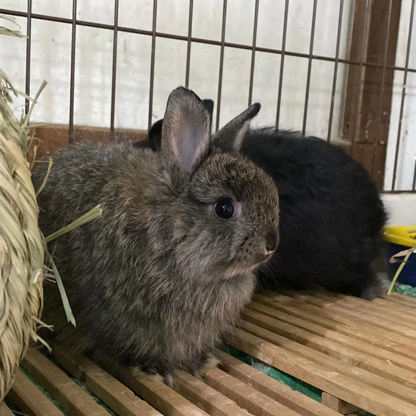 ☆どすこい&どすこいjrベビー☆