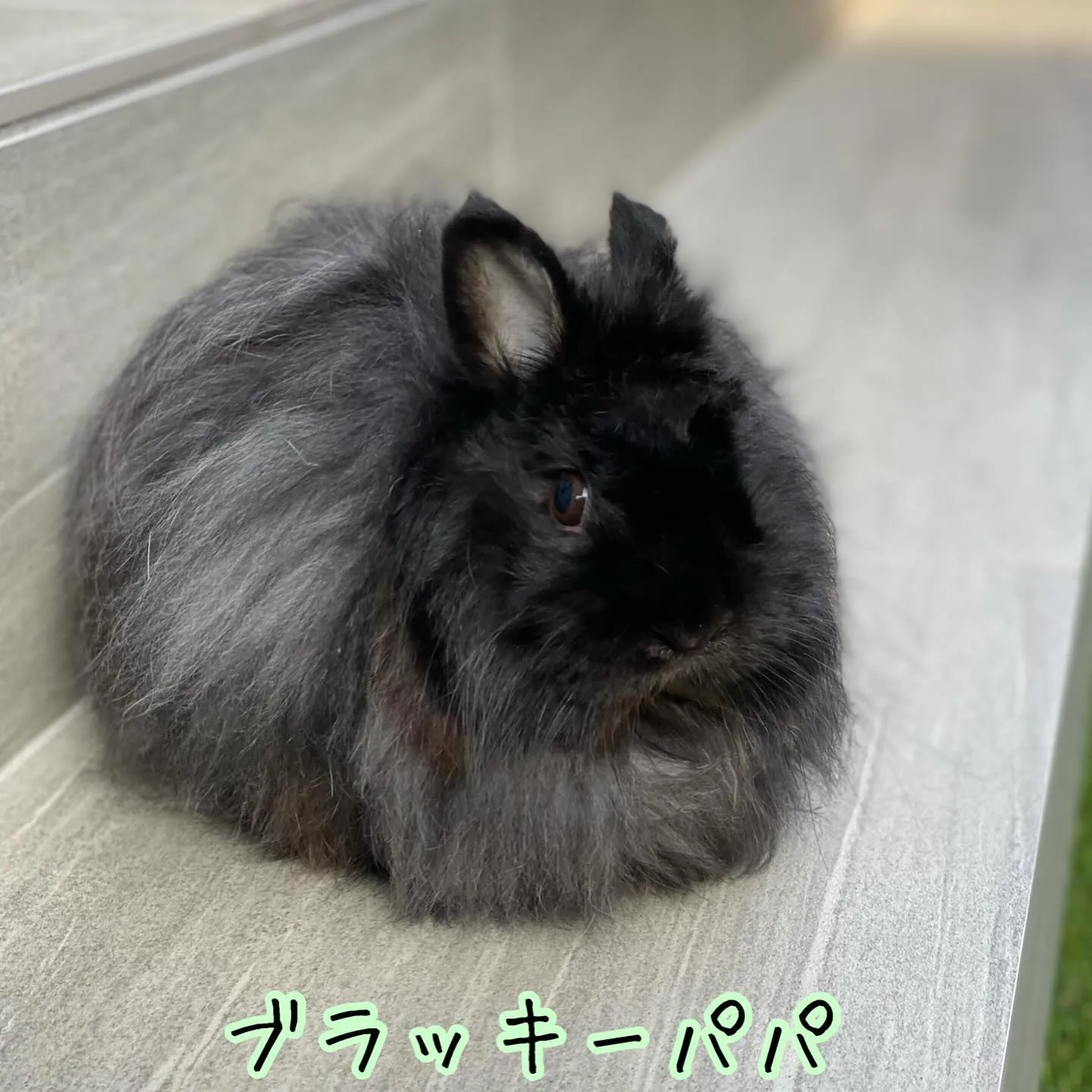 ☆どすこい&どすこいjrベビー☆