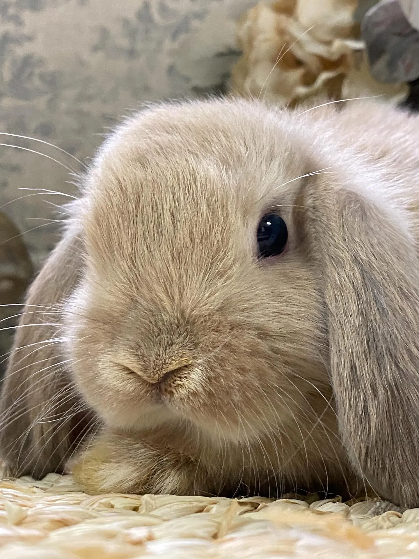 ☆子うさぎ情報☆