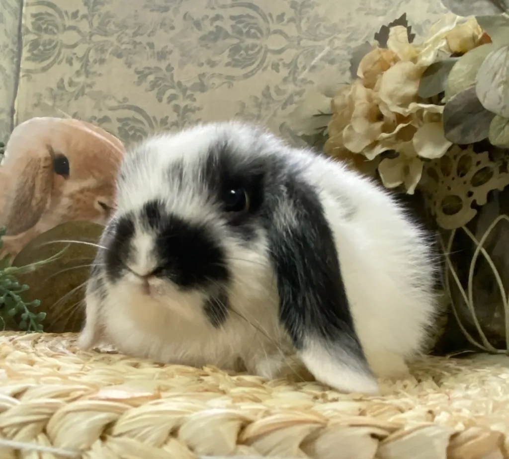 ブロークンブラック