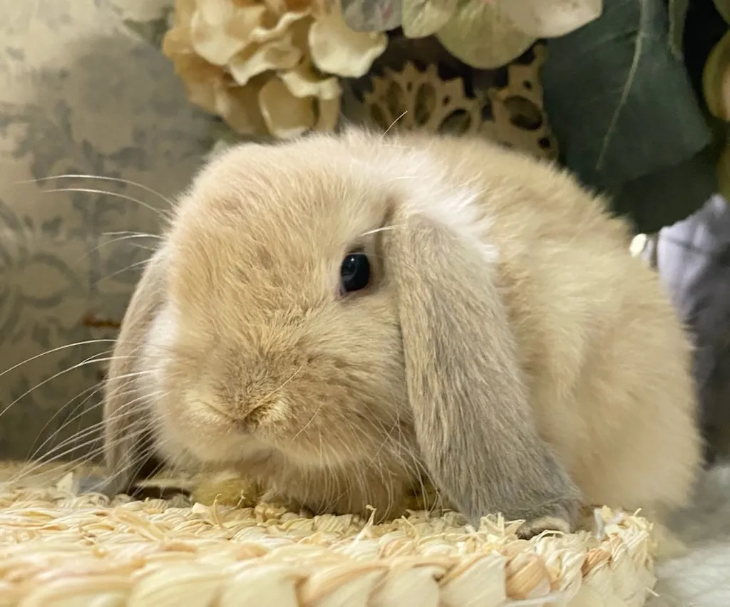 ☆お迎え済☆　リンクス