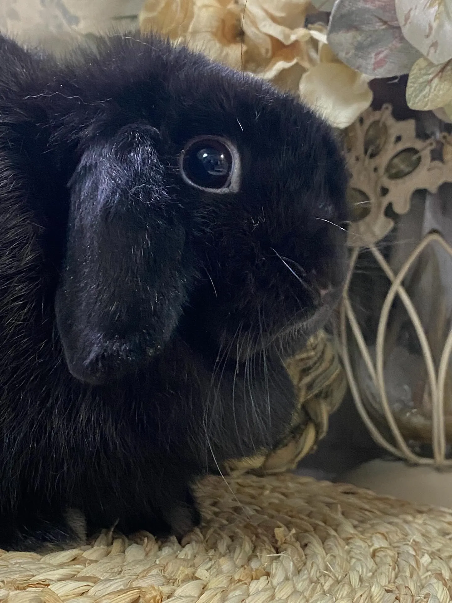 ☆ブラックホーランド☆