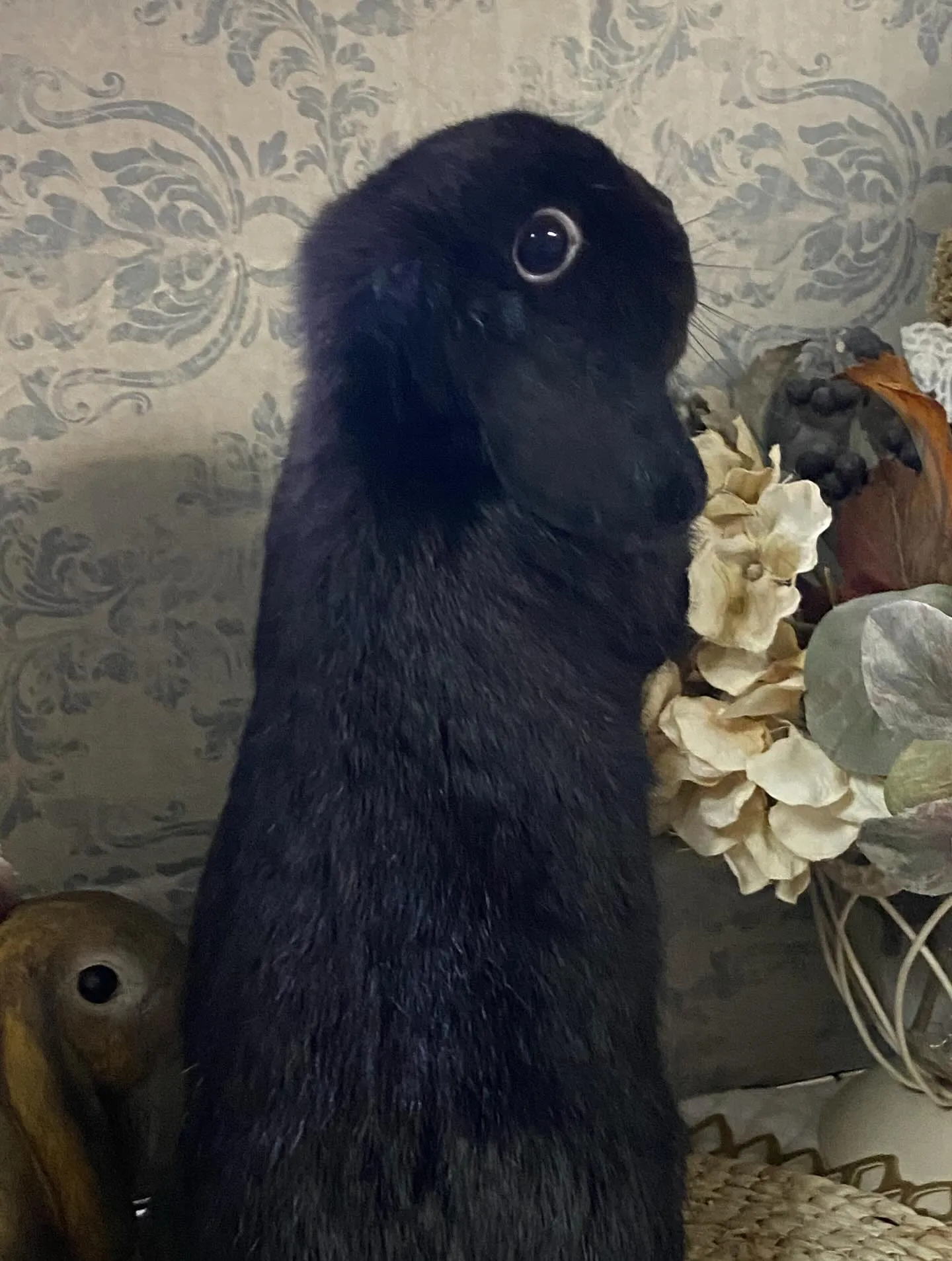 ☆ブラックホーランド☆