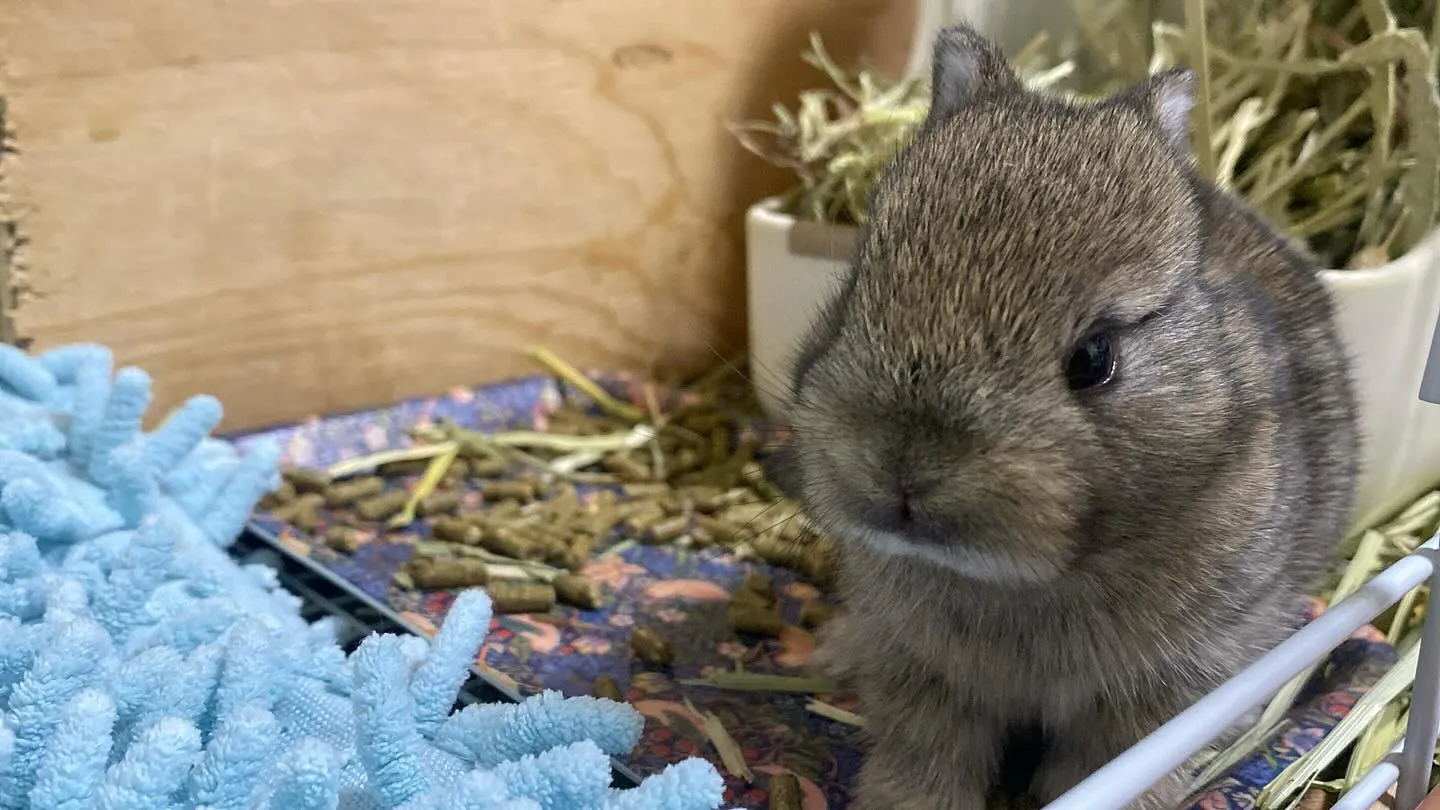 ポーリッシュベビー☆