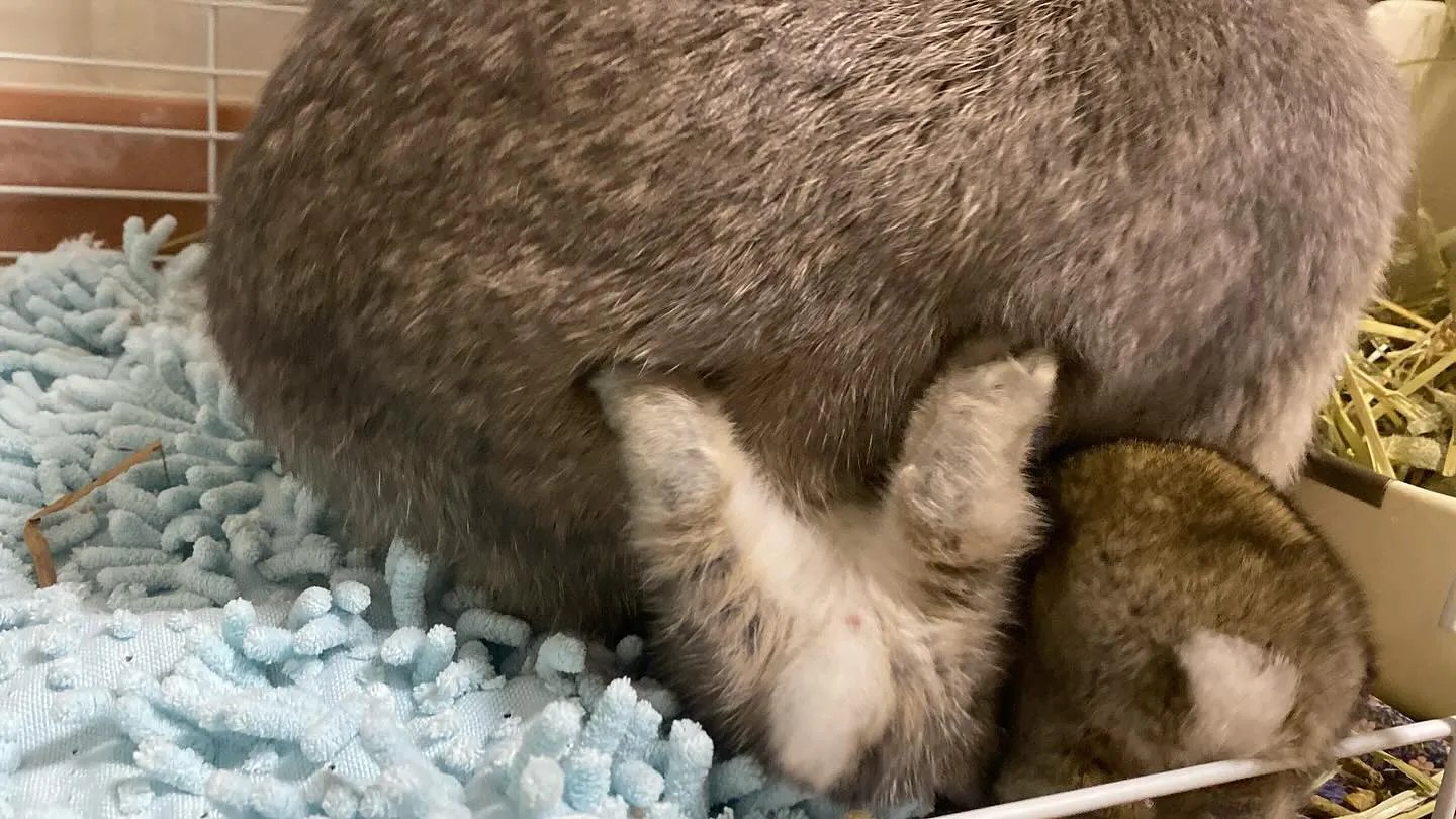 ポーリッシュベビー☆