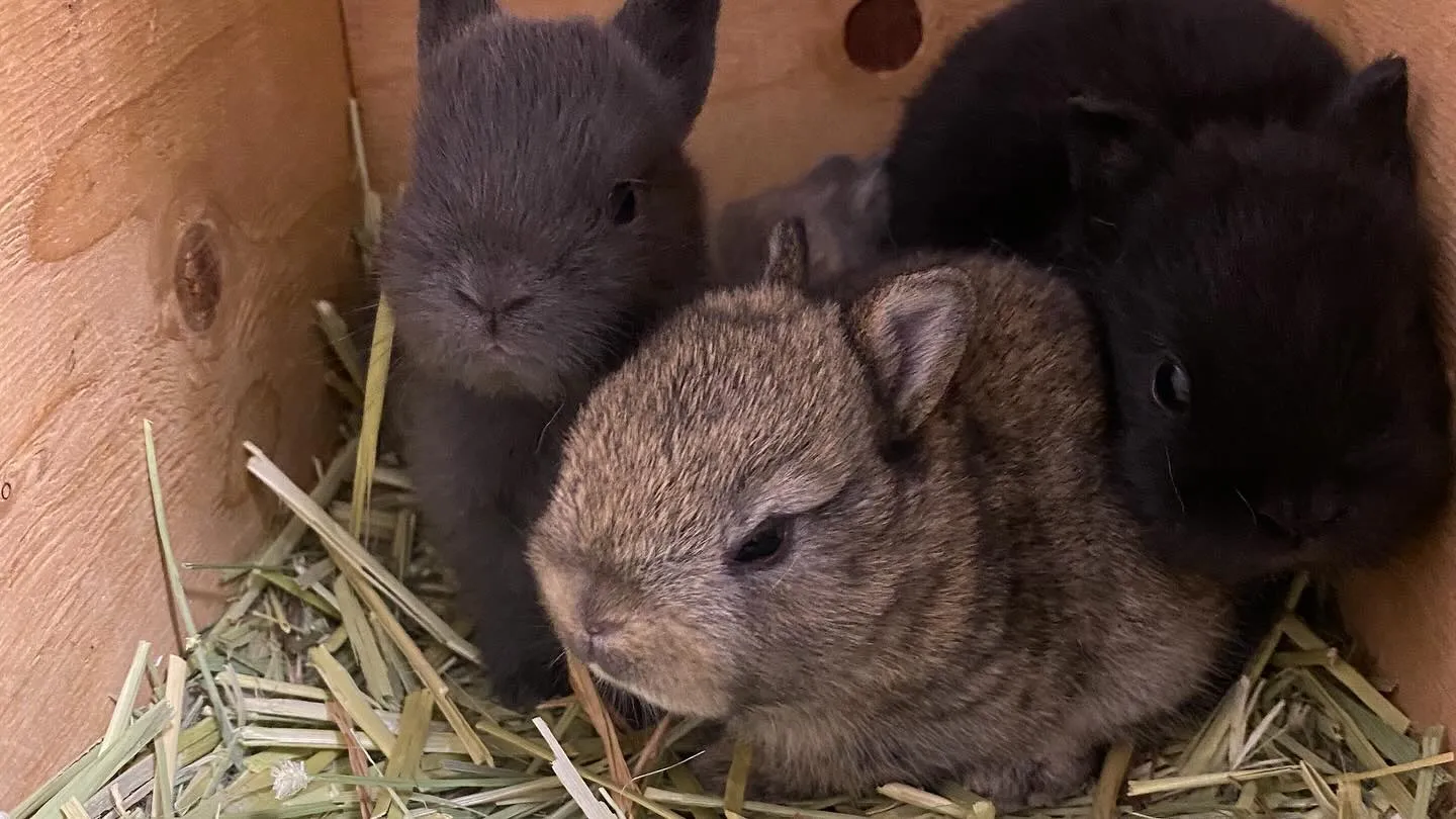 ポーリッシュベビー☆