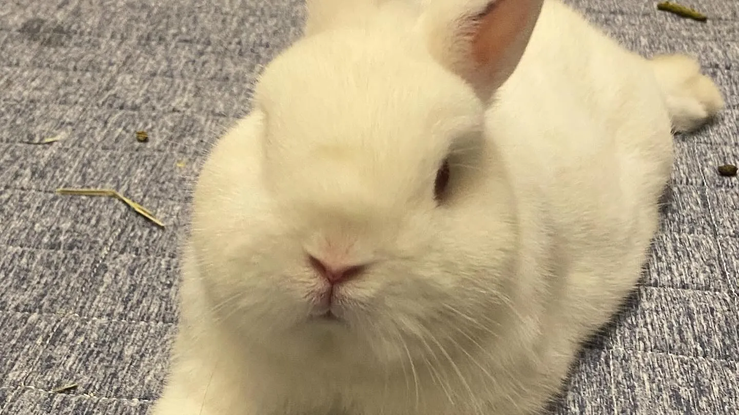 ポーリッシュベビー☆