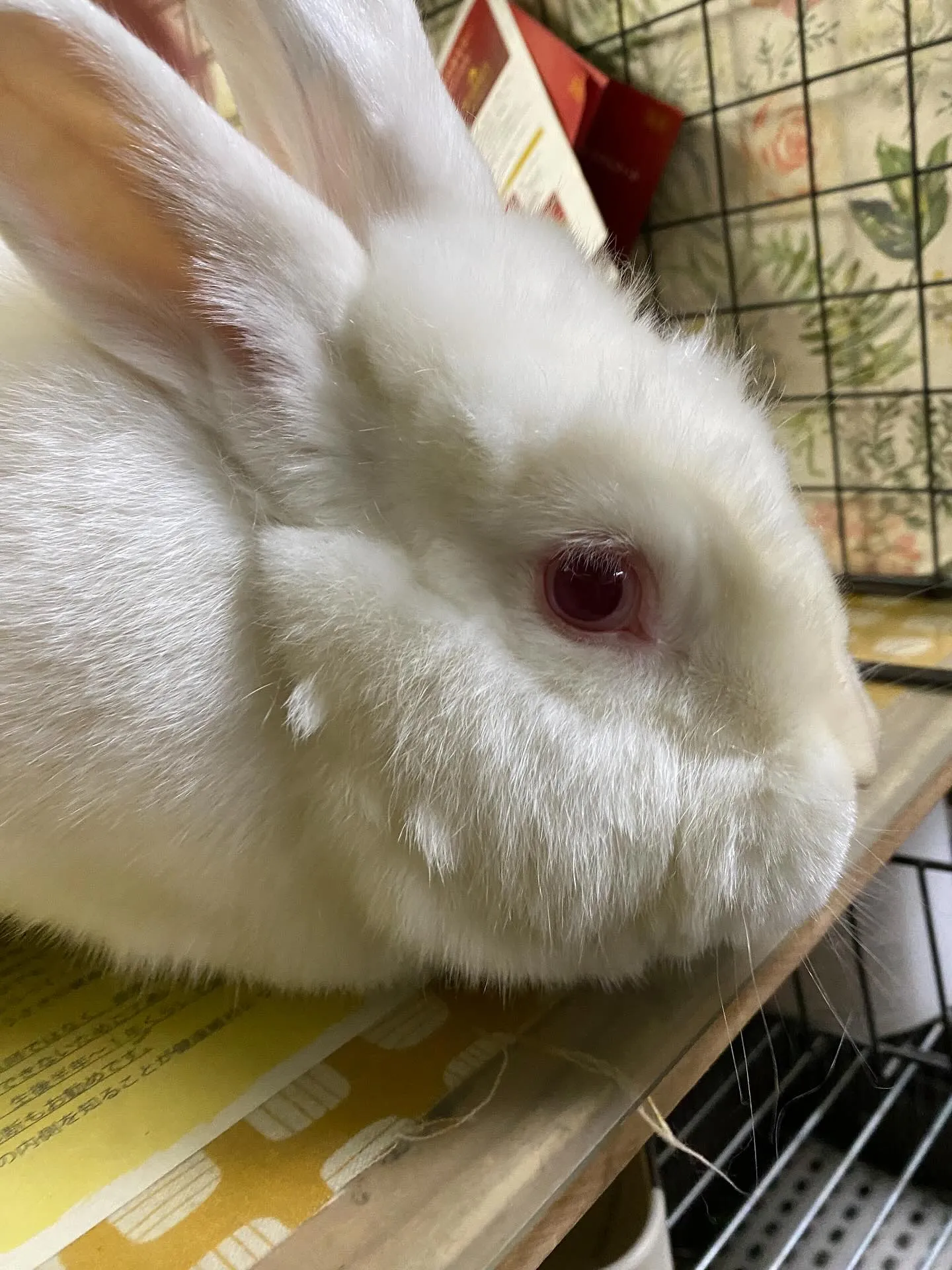 ☆換毛☆