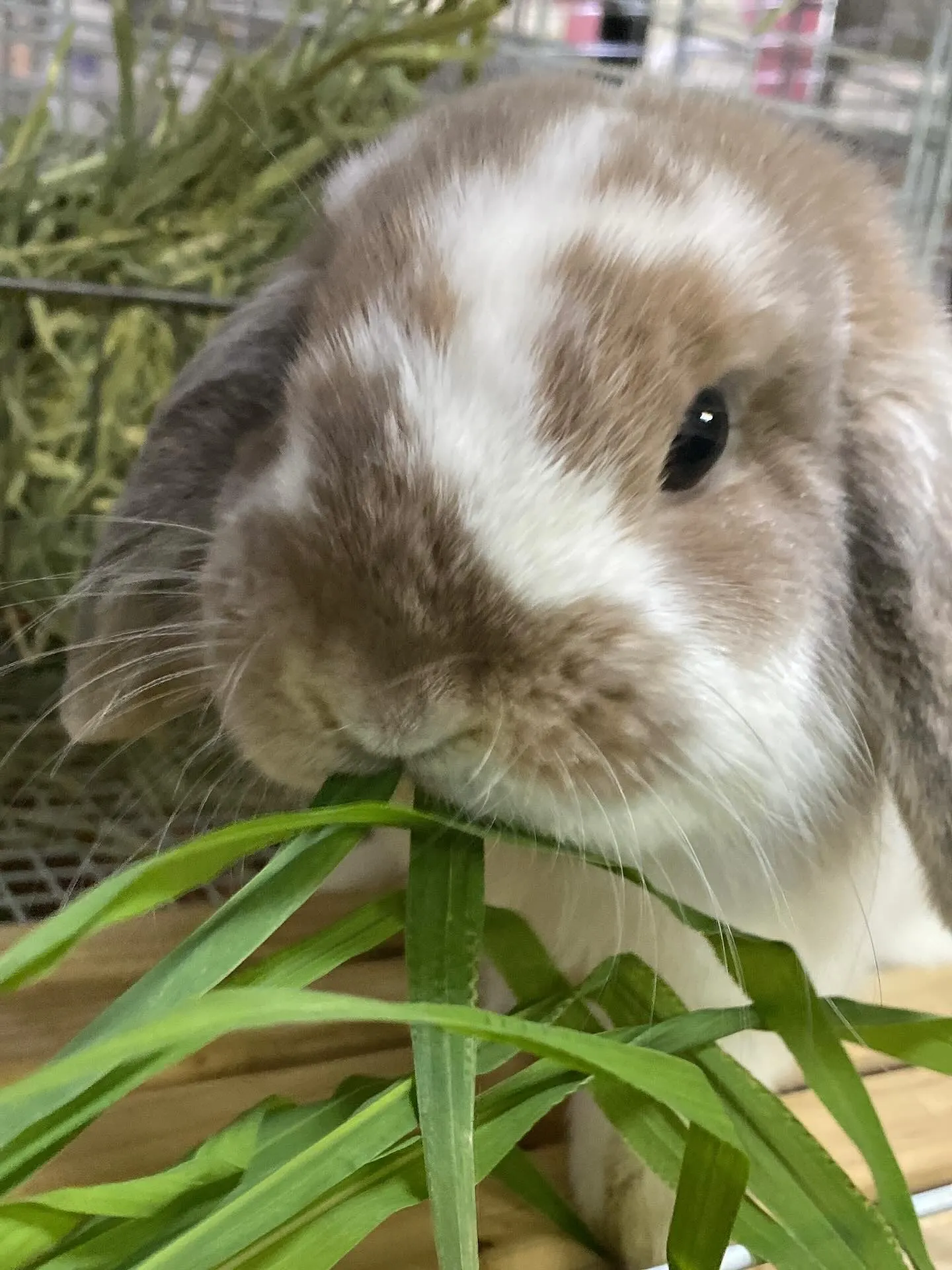 ☆生牧草☆