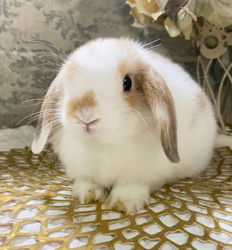 ☆お迎え済☆　ブロークンオレンジ