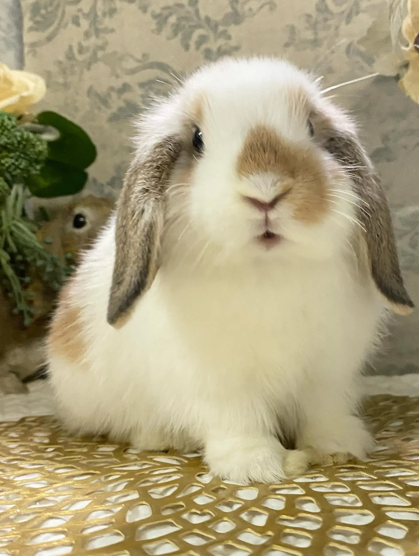 ☆10月3日店頭デビュー☆