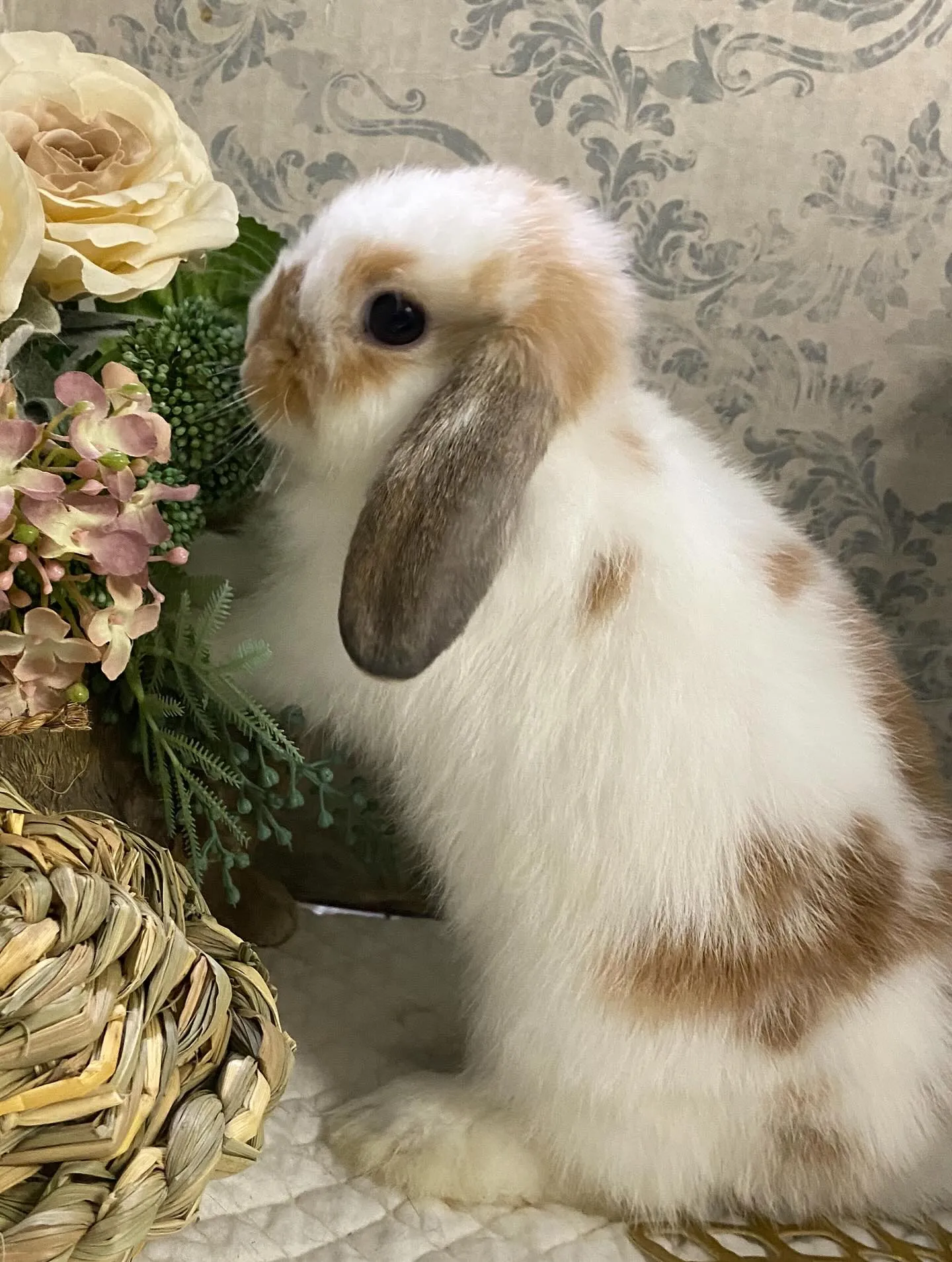 ☆10月3日店頭デビュー☆