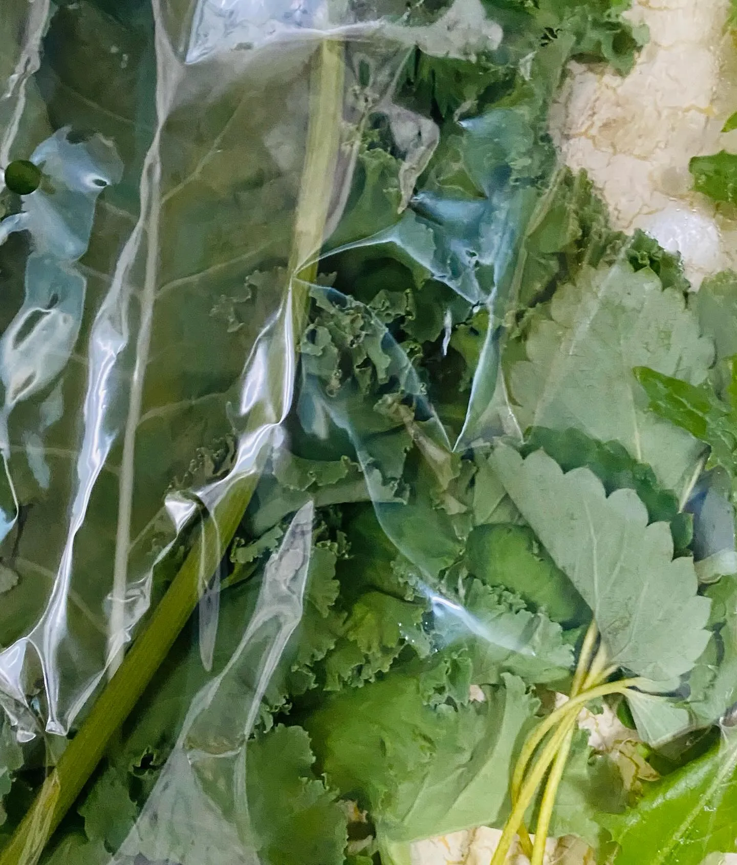 ☆ラキテ葉っぱ☆