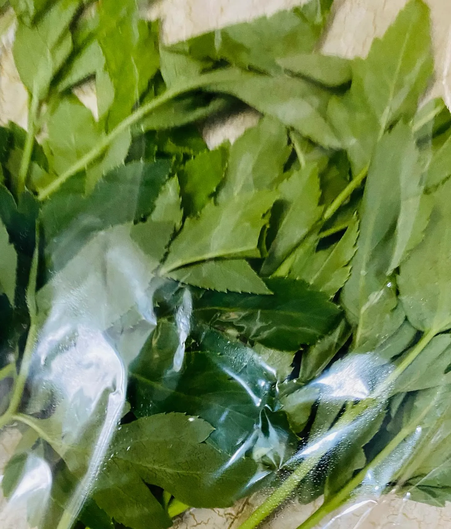 ☆ラキテ葉っぱ☆