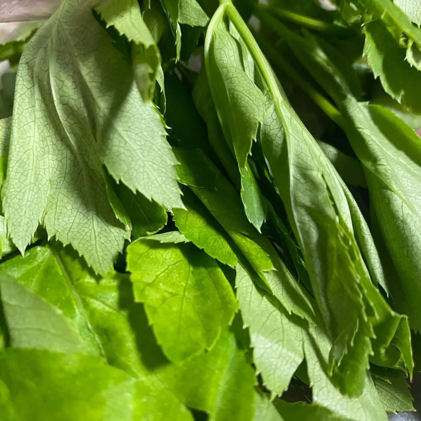 ☆ラキテ葉っぱ☆