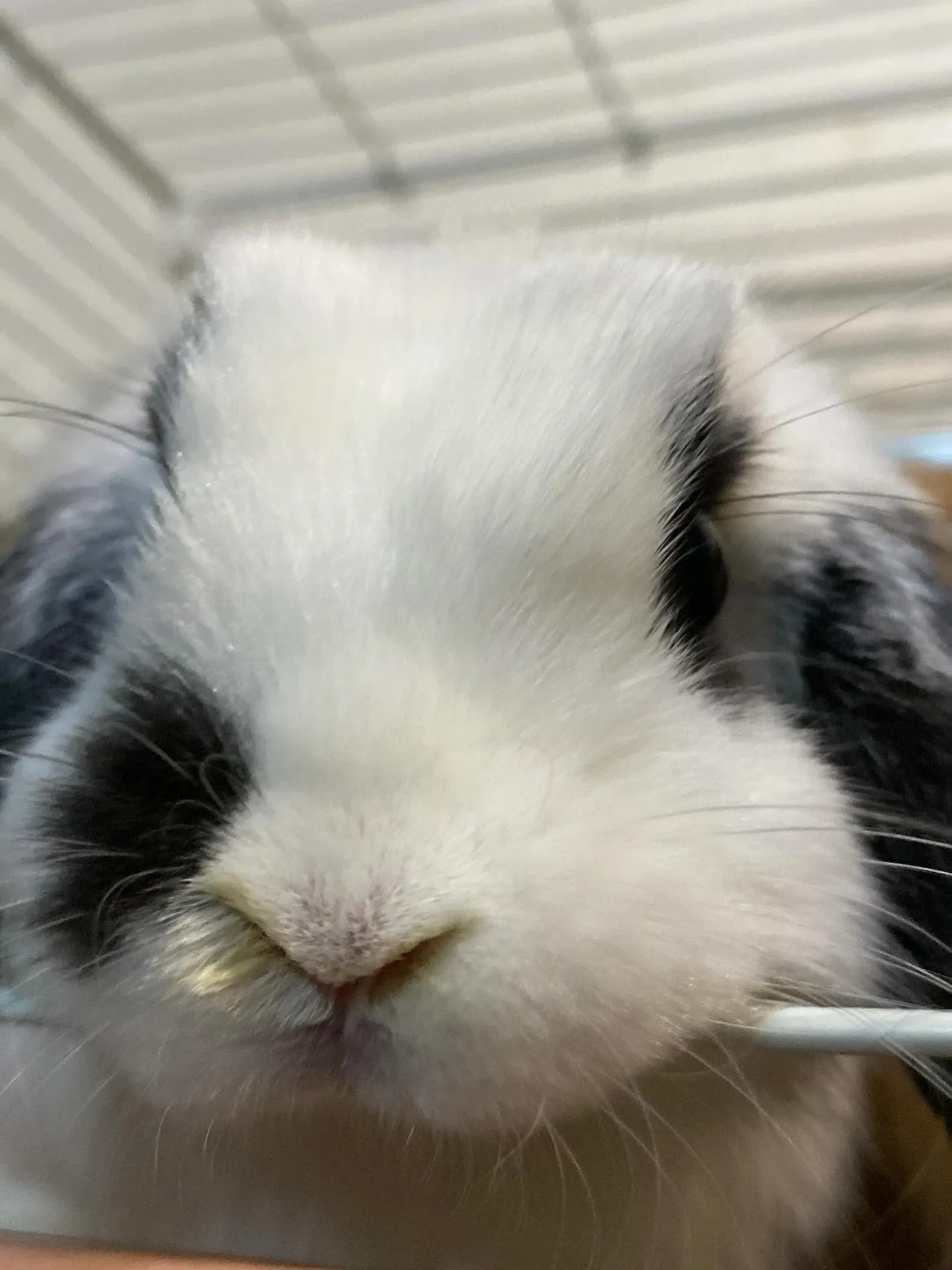 ☆白黒模様ちゃん☆