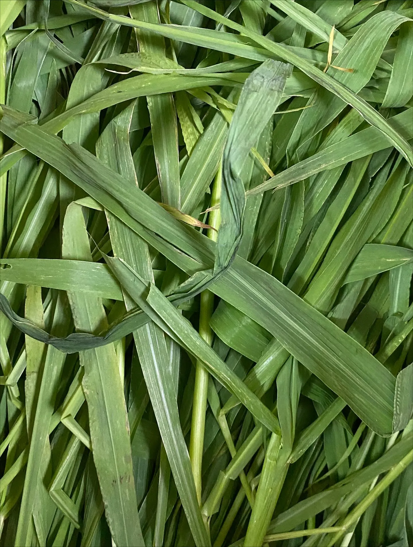 ☆生牧草☆