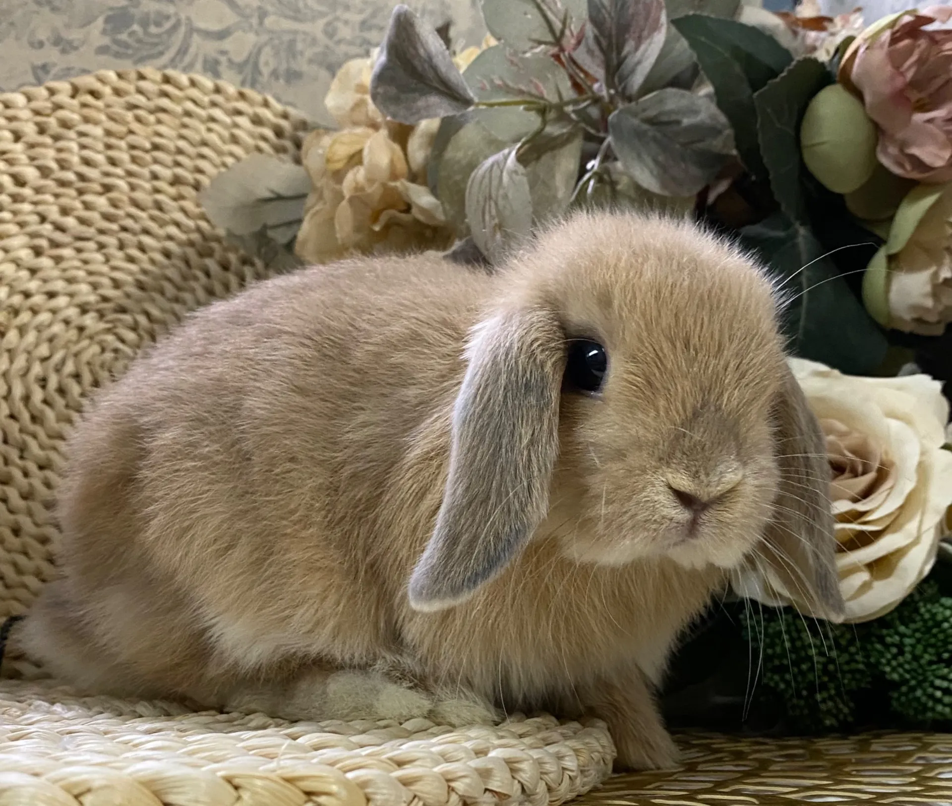 ☆お迎え済☆リンクス