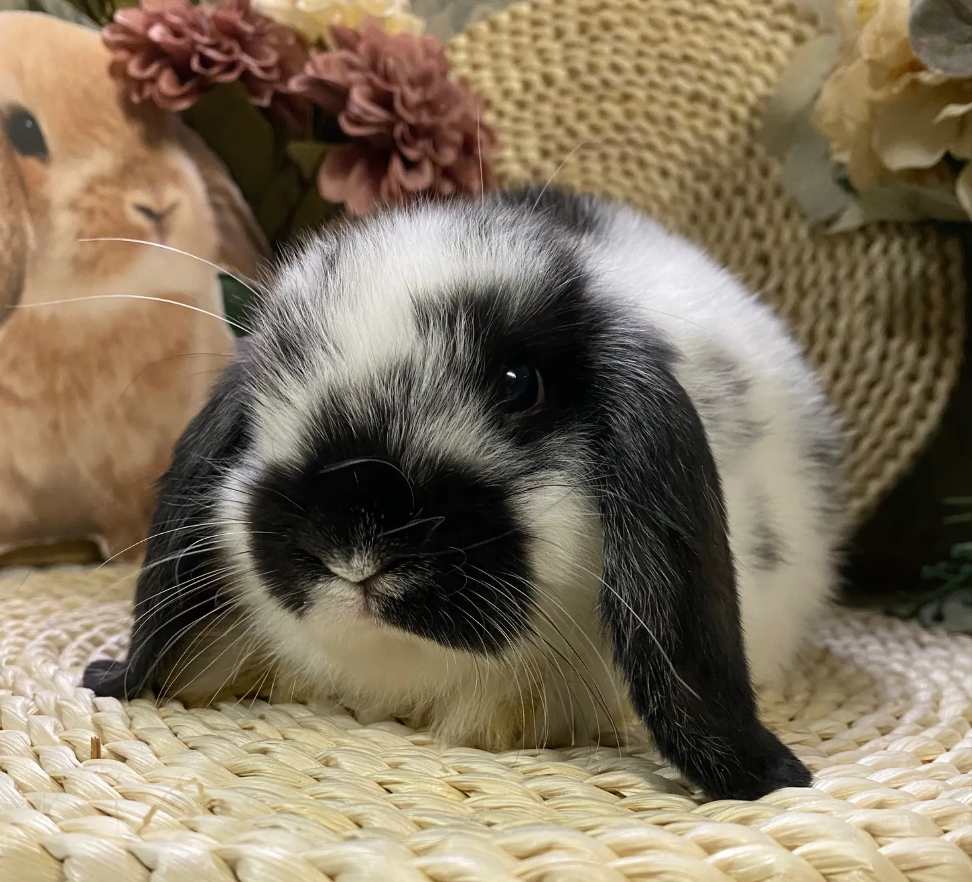 ブロークンブラック