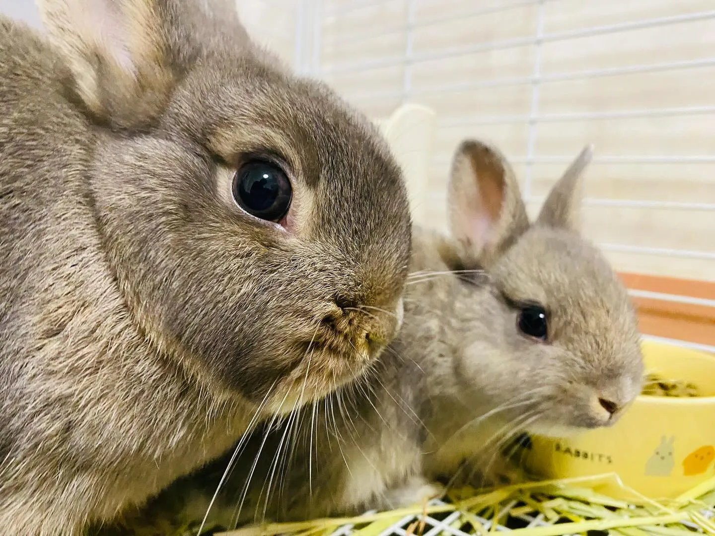 ☆ポーリッシュ☆