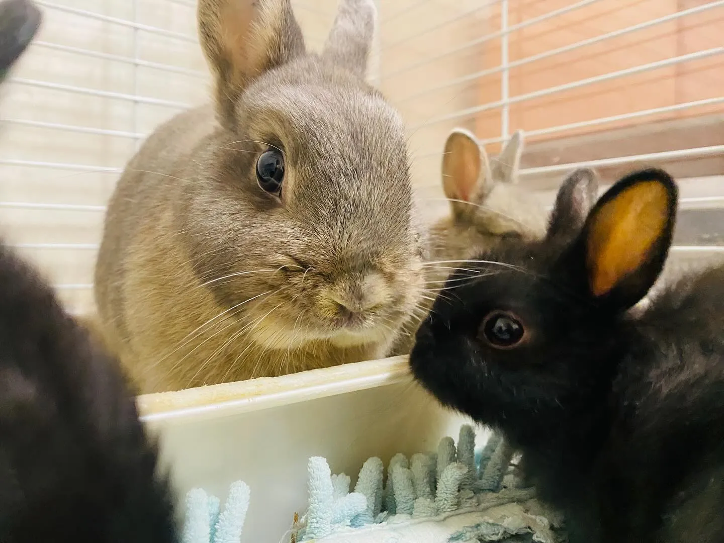 ☆ポーリッシュ☆