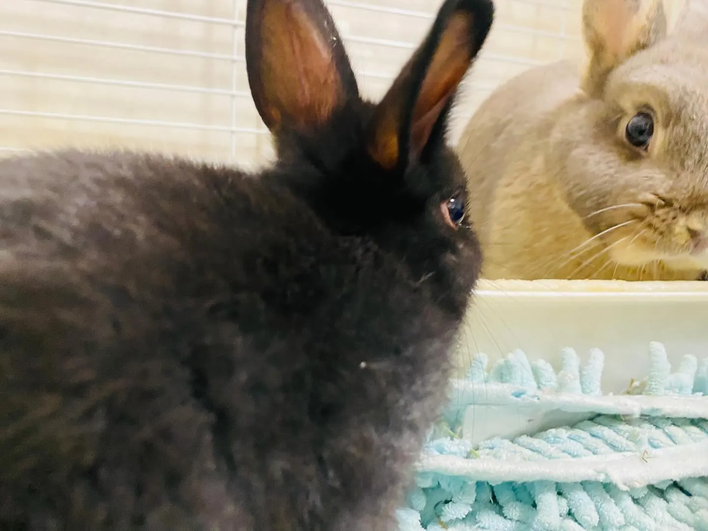 ☆ポーリッシュ☆