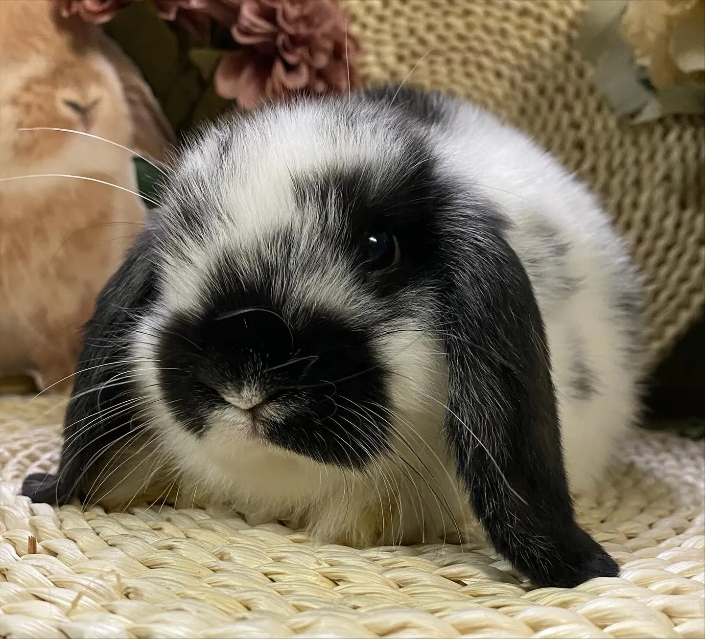 ☆子うさぎ情報☆