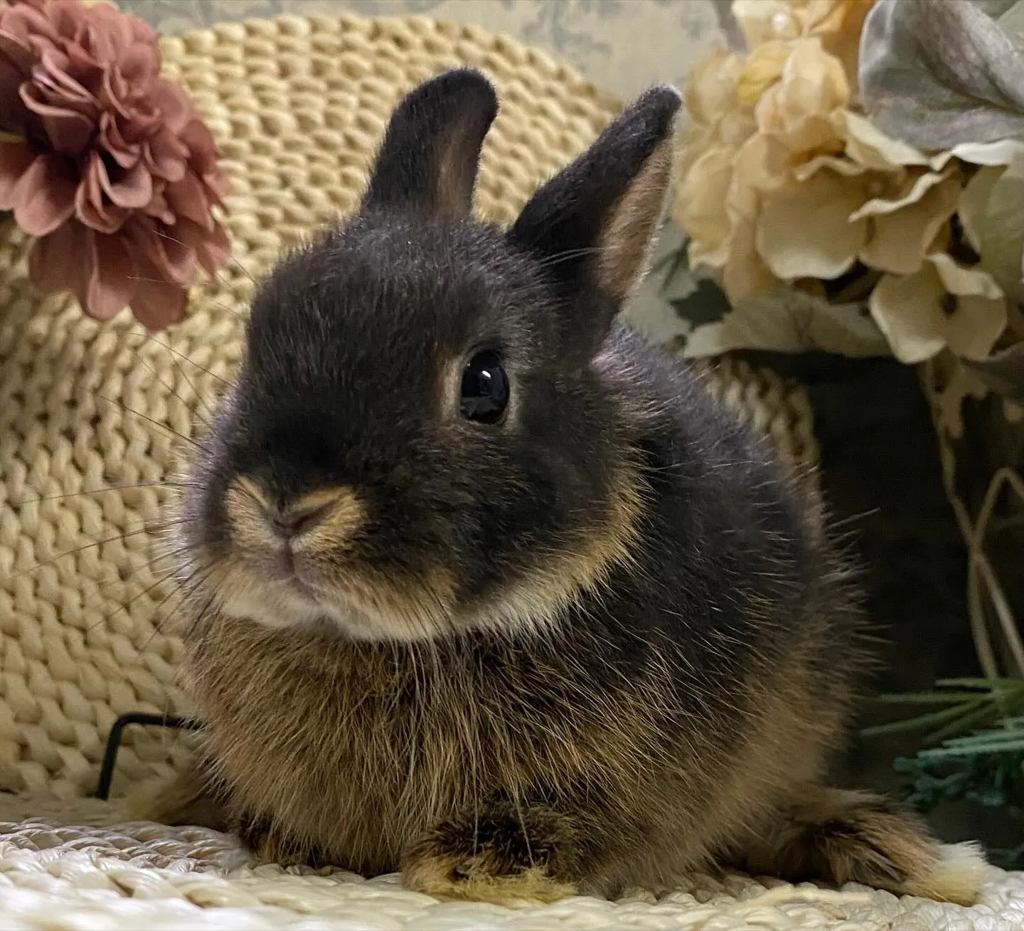 ☆子うさぎ情報☆