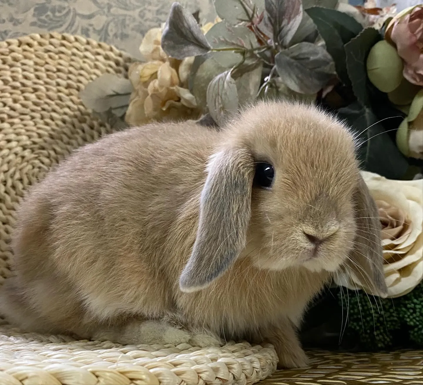 ☆子うさぎ情報☆