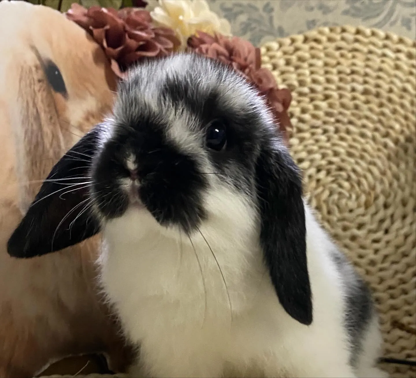 ☆子うさぎ情報☆