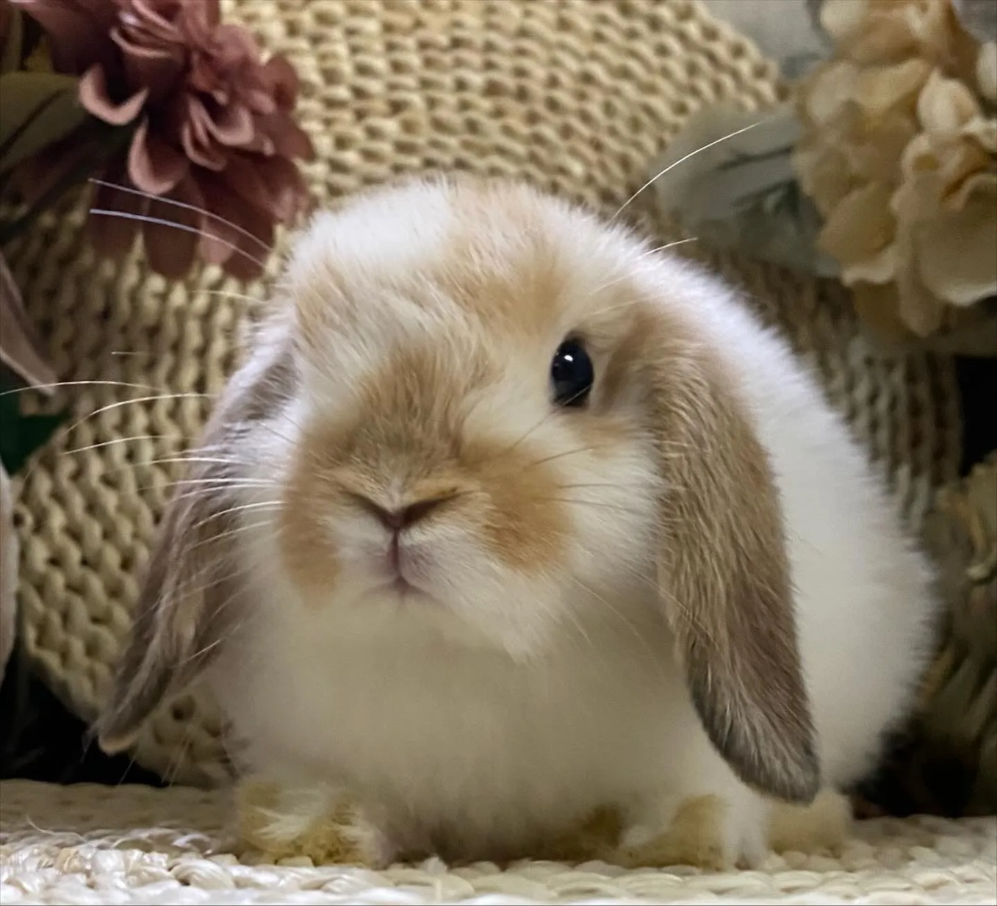 ☆子うさぎ情報☆