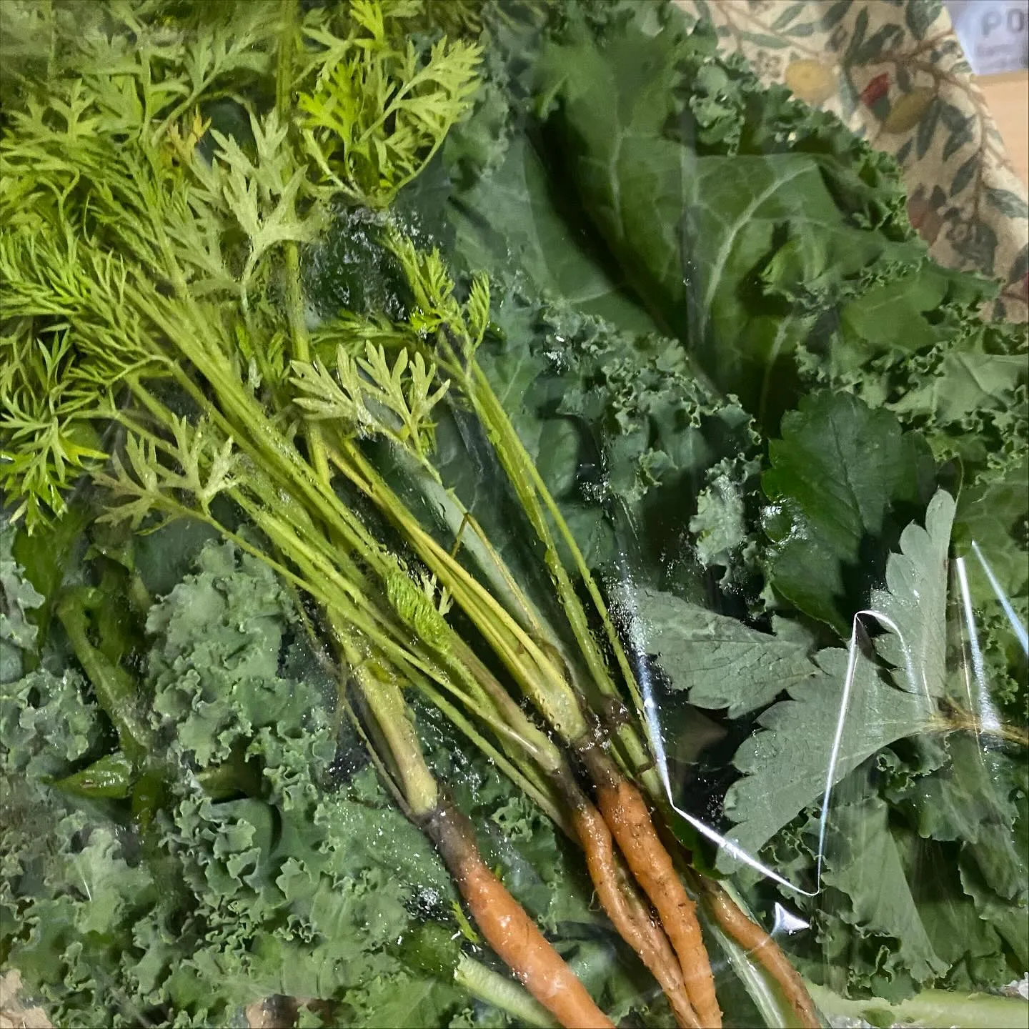 ☆美味葉っぱ☆