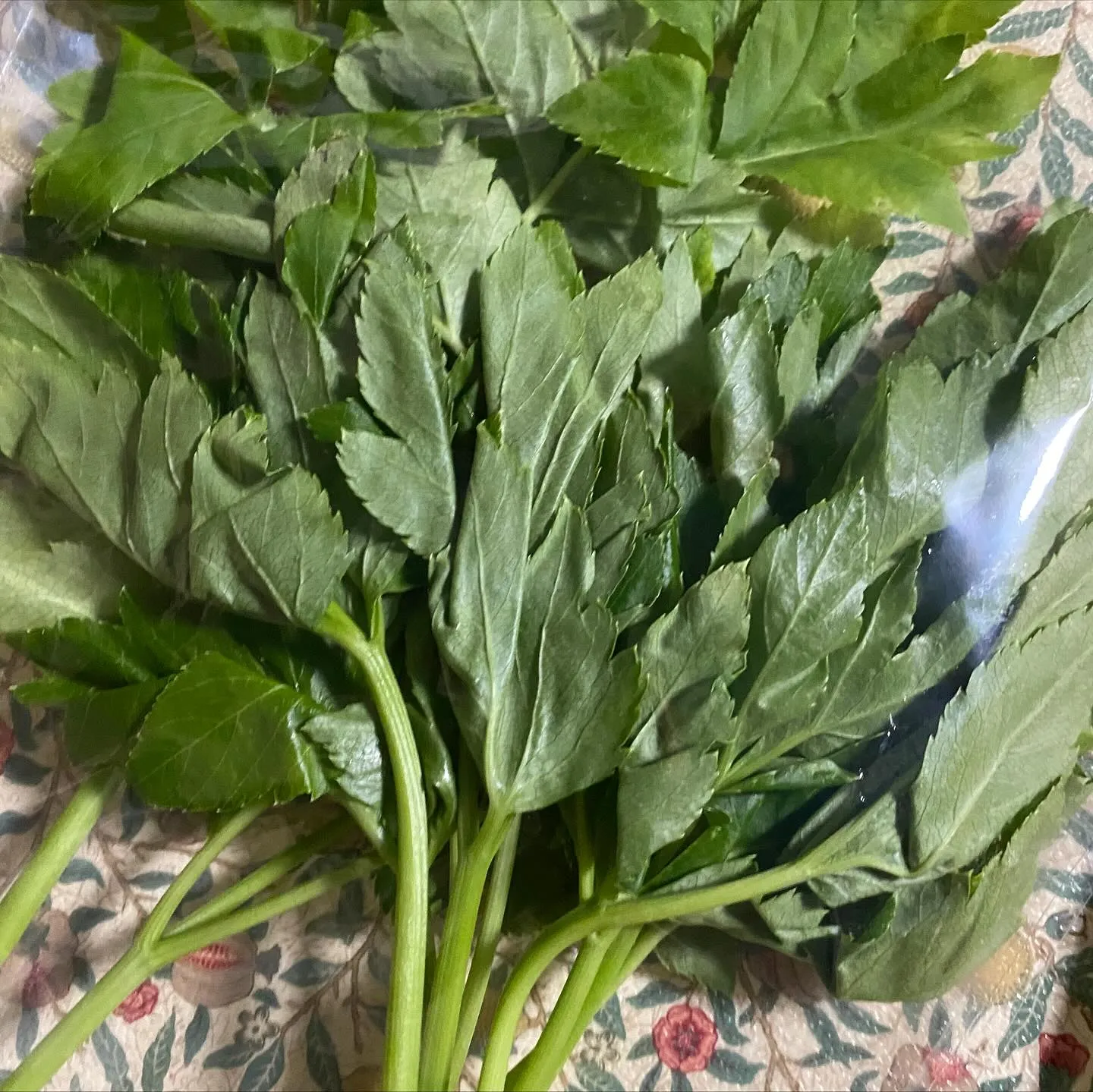 ☆美味葉っぱ☆