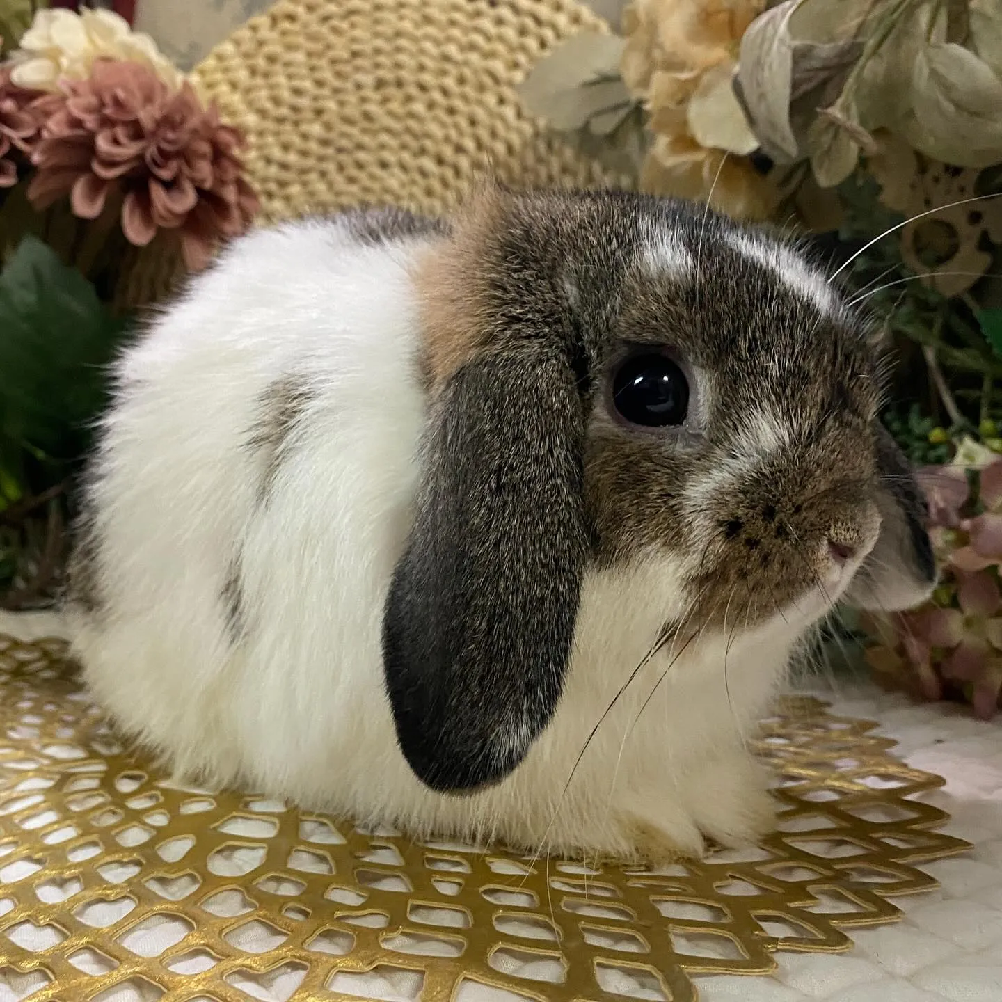 ☆販売中のうさぎ達☆