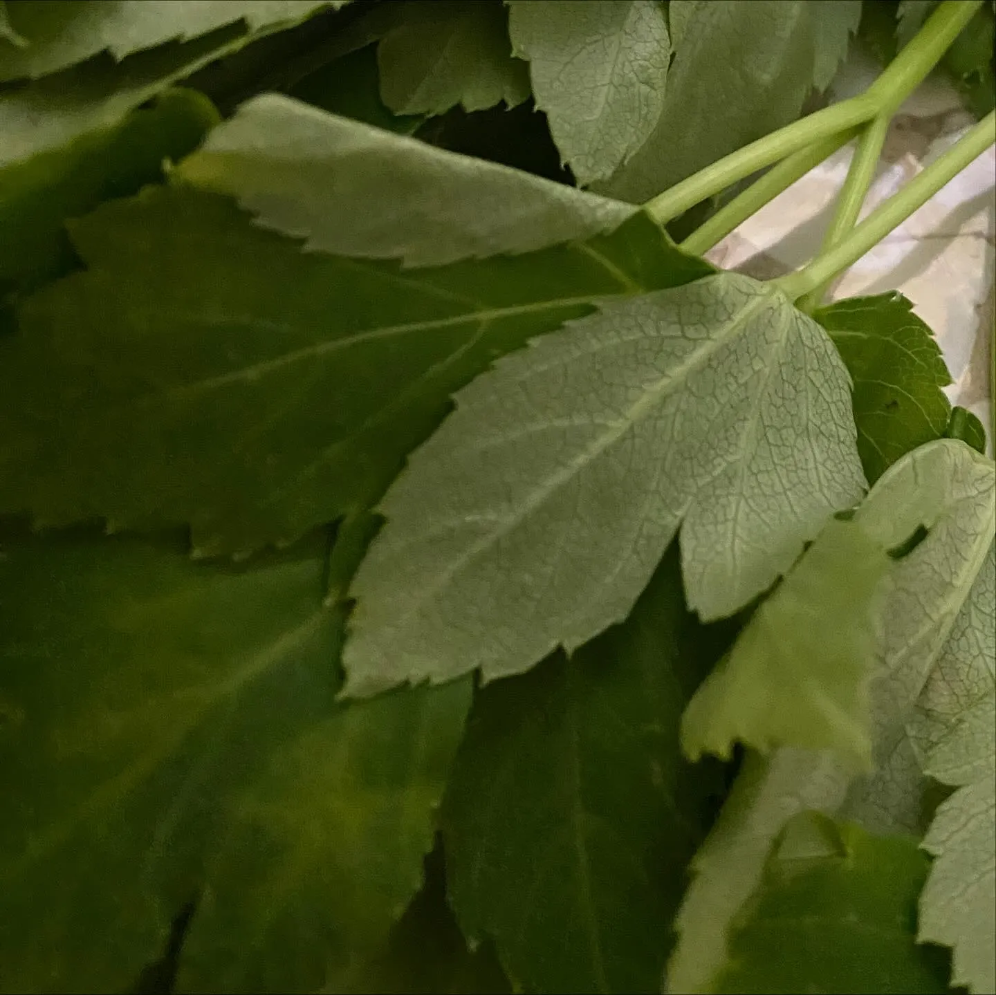 ☆生葉っぱ☆