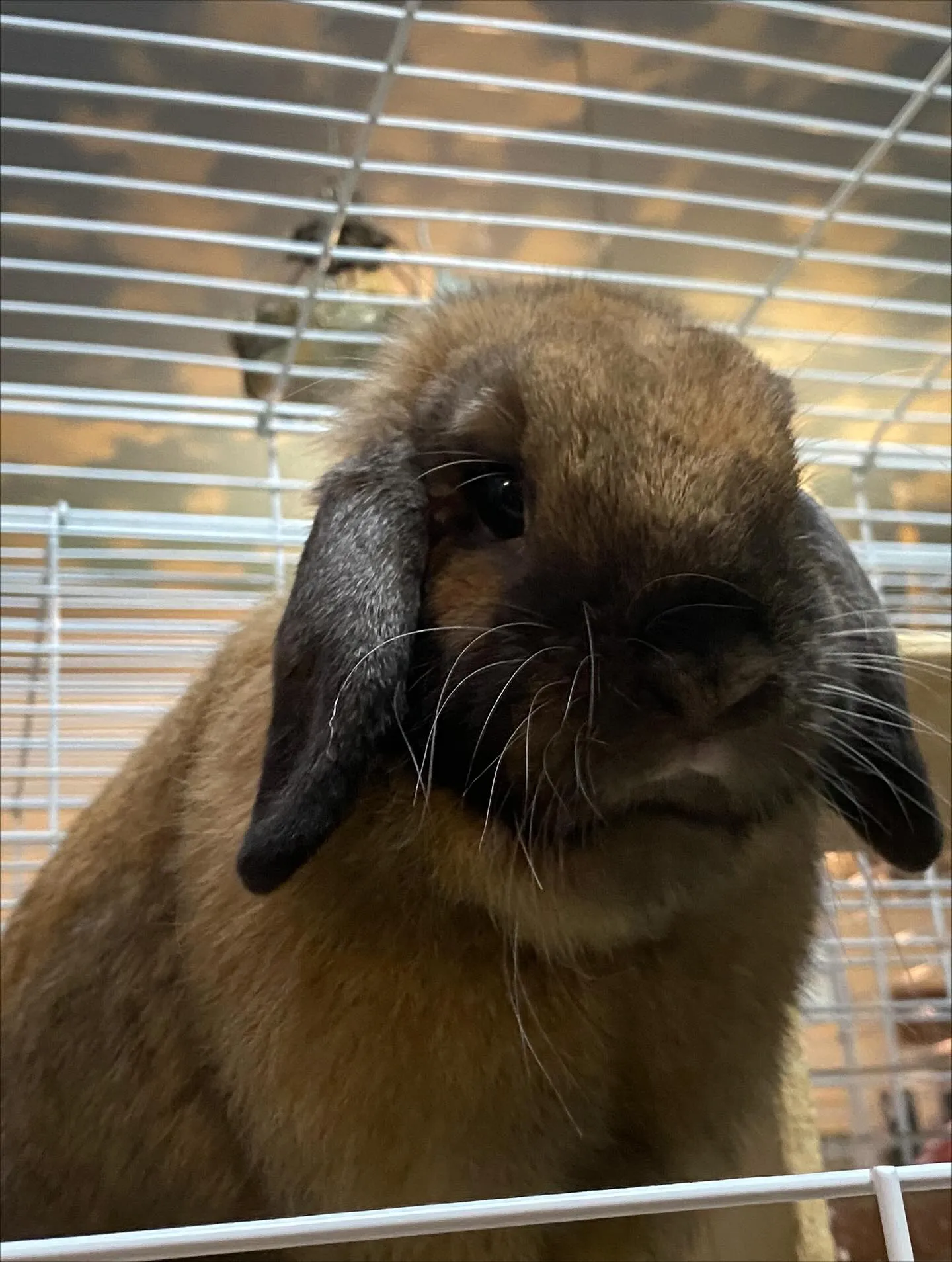 ☆トートちゃん☆