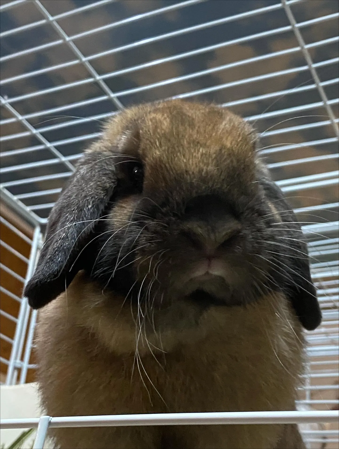 ☆トートちゃん☆